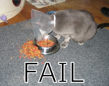 Cat_fail_Fail-s446x354-10288-580.jpeg