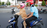 dog drive scooter.png