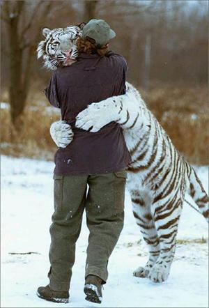 SiberianTiger008.jpg