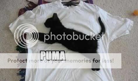 puma-cat.jpg