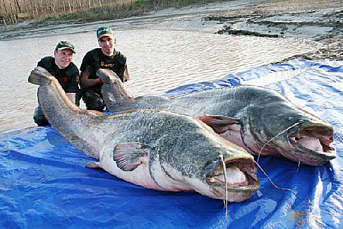 catfish1.jpg