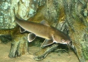 sharkcatfish1.jpg