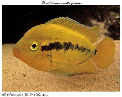 rainbow-cichlid-profile.jpg