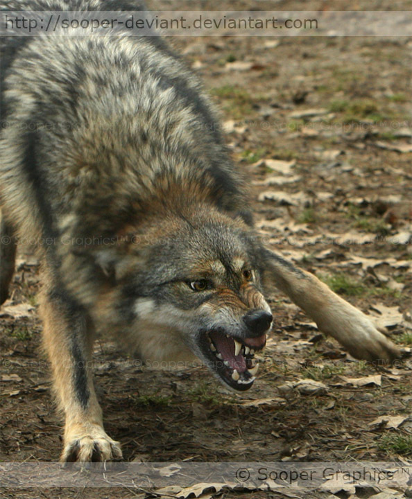 Angry-Wolf-wolves-1412154-594-720.jpg