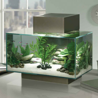 1_Fluval_edge_aquarium.jpg