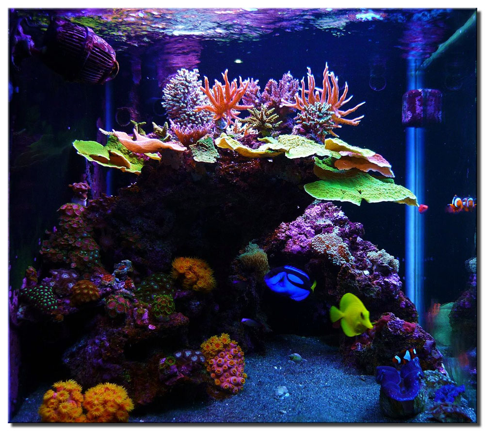 1_reef_aquascape_large.jpg