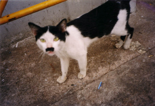 kitler469.jpg